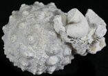 Jurassic Fossil Urchin (Hemicidaris) - France #24765-2